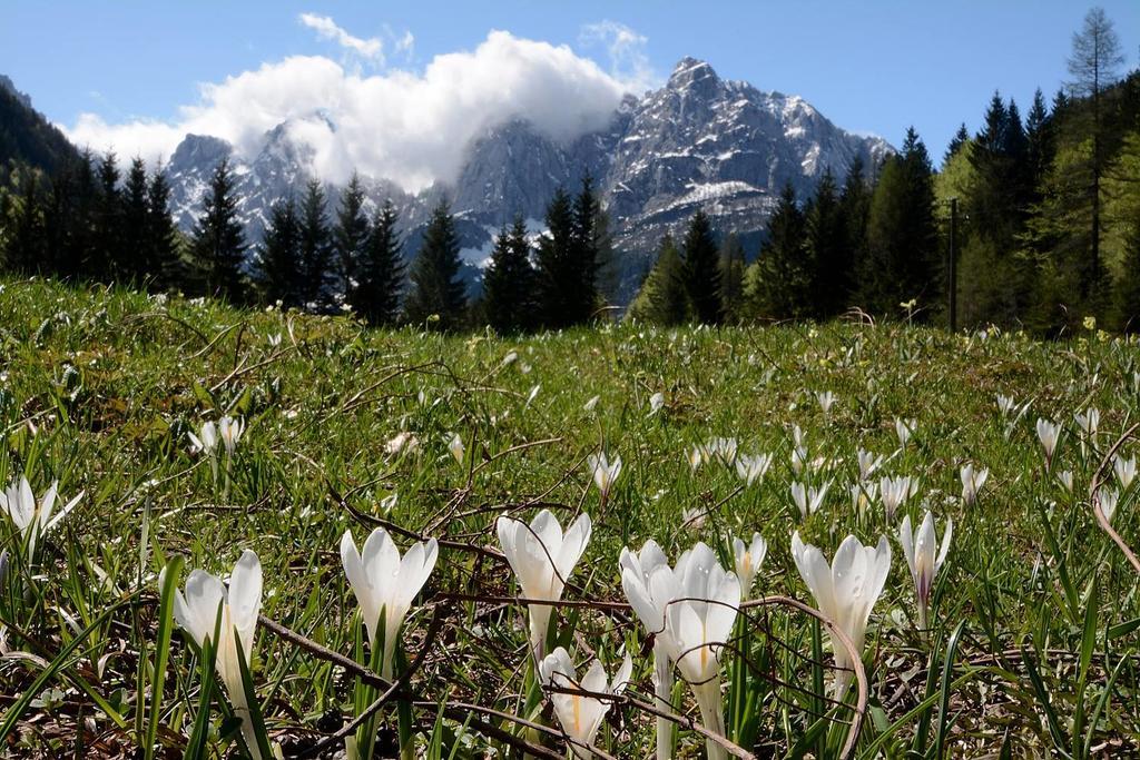 Alpine Spot Leilighet Kranjska Gora Eksteriør bilde